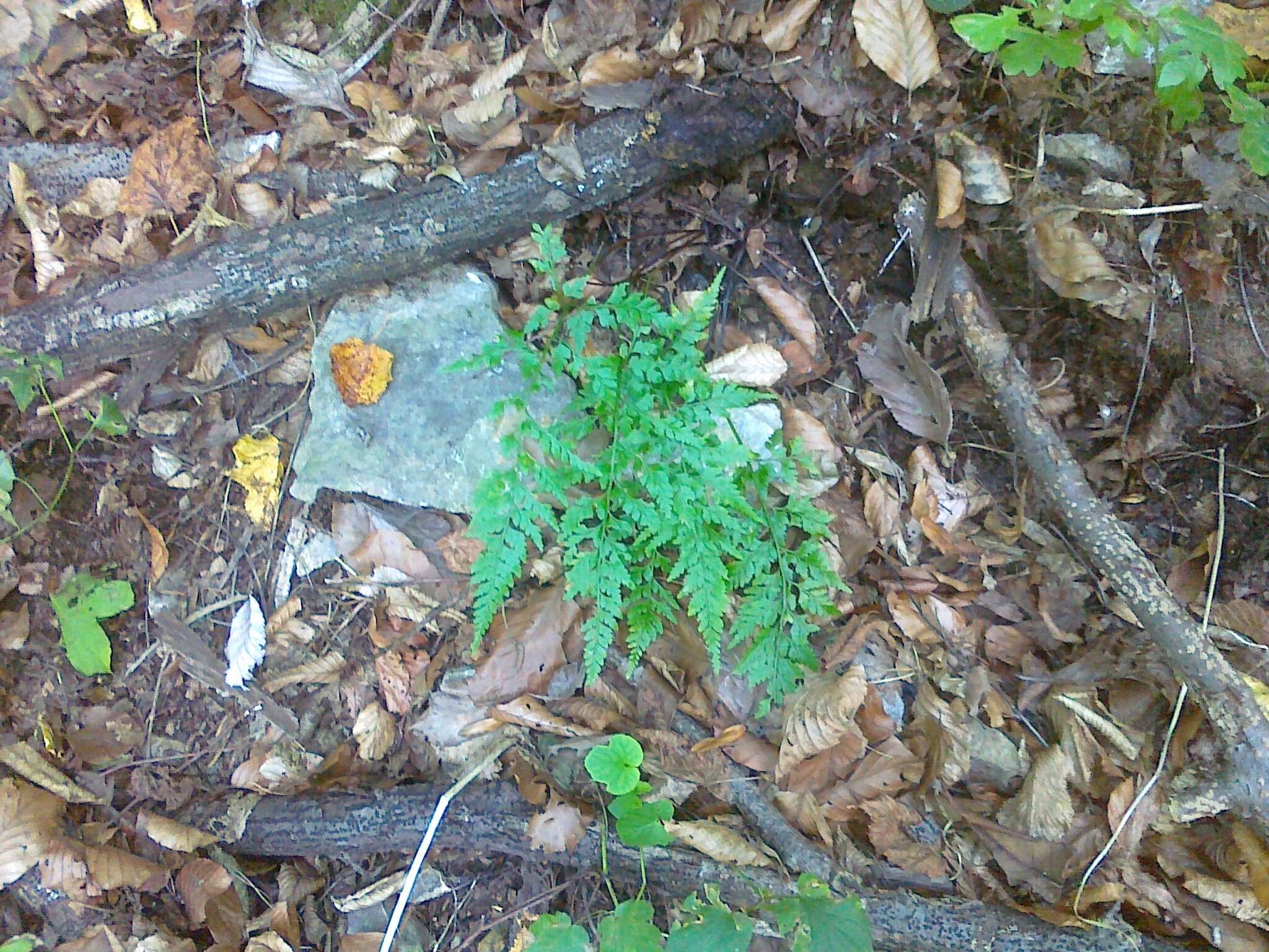 Image of spreading spleenwort