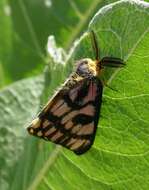 Image of Western Sheepmoth