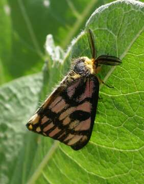 Image of Western Sheepmoth