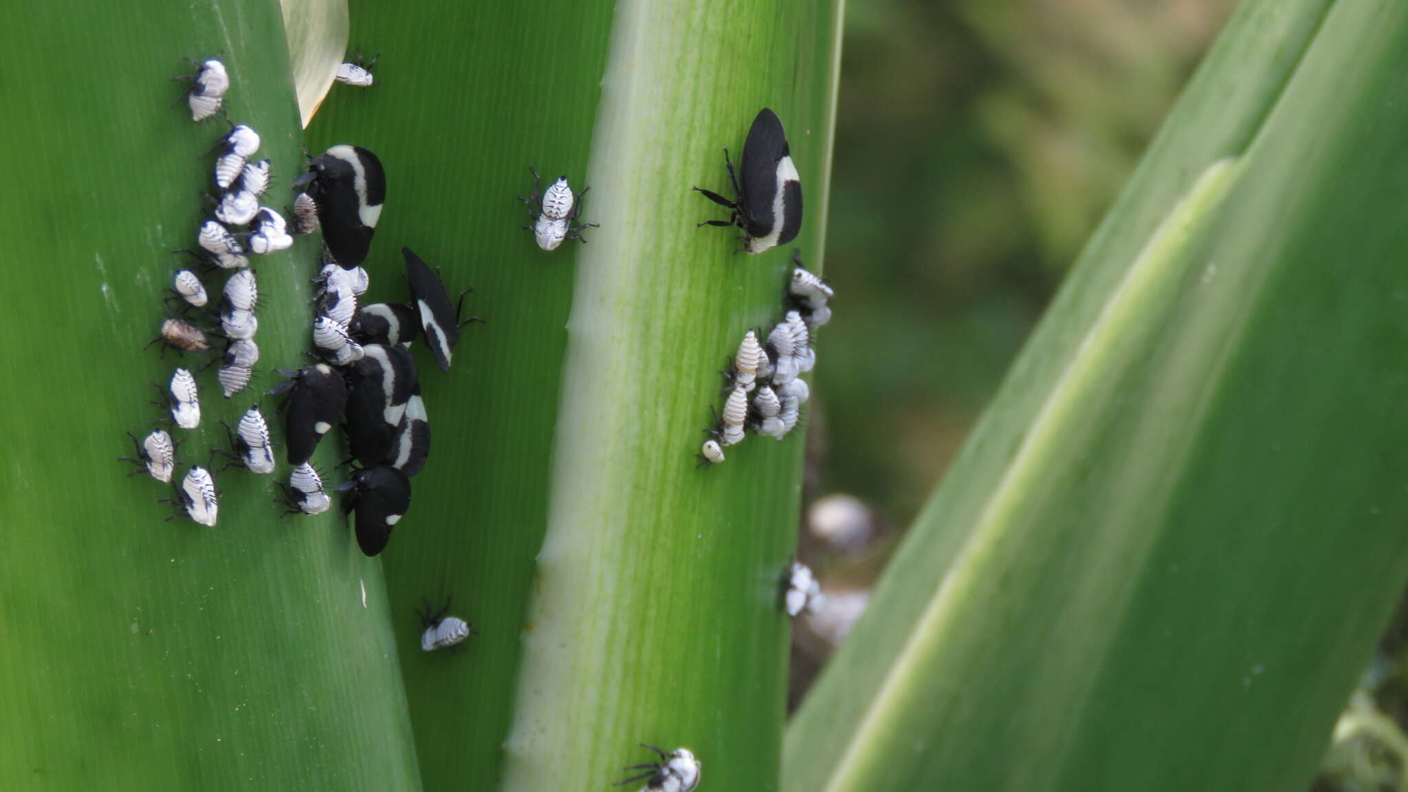 Image of Membracis tectigera Olivier