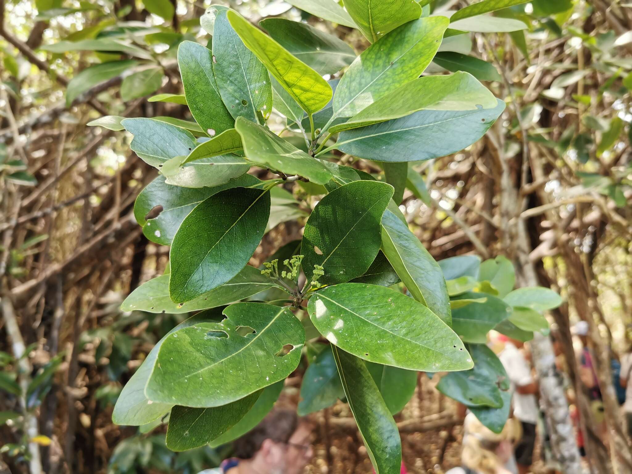 Coptosperma borbonicum (Hend. & Andr. Hend.) De Block resmi