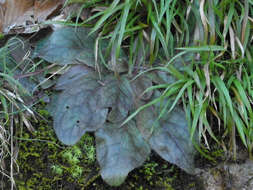 Image of Maryland hawkweed