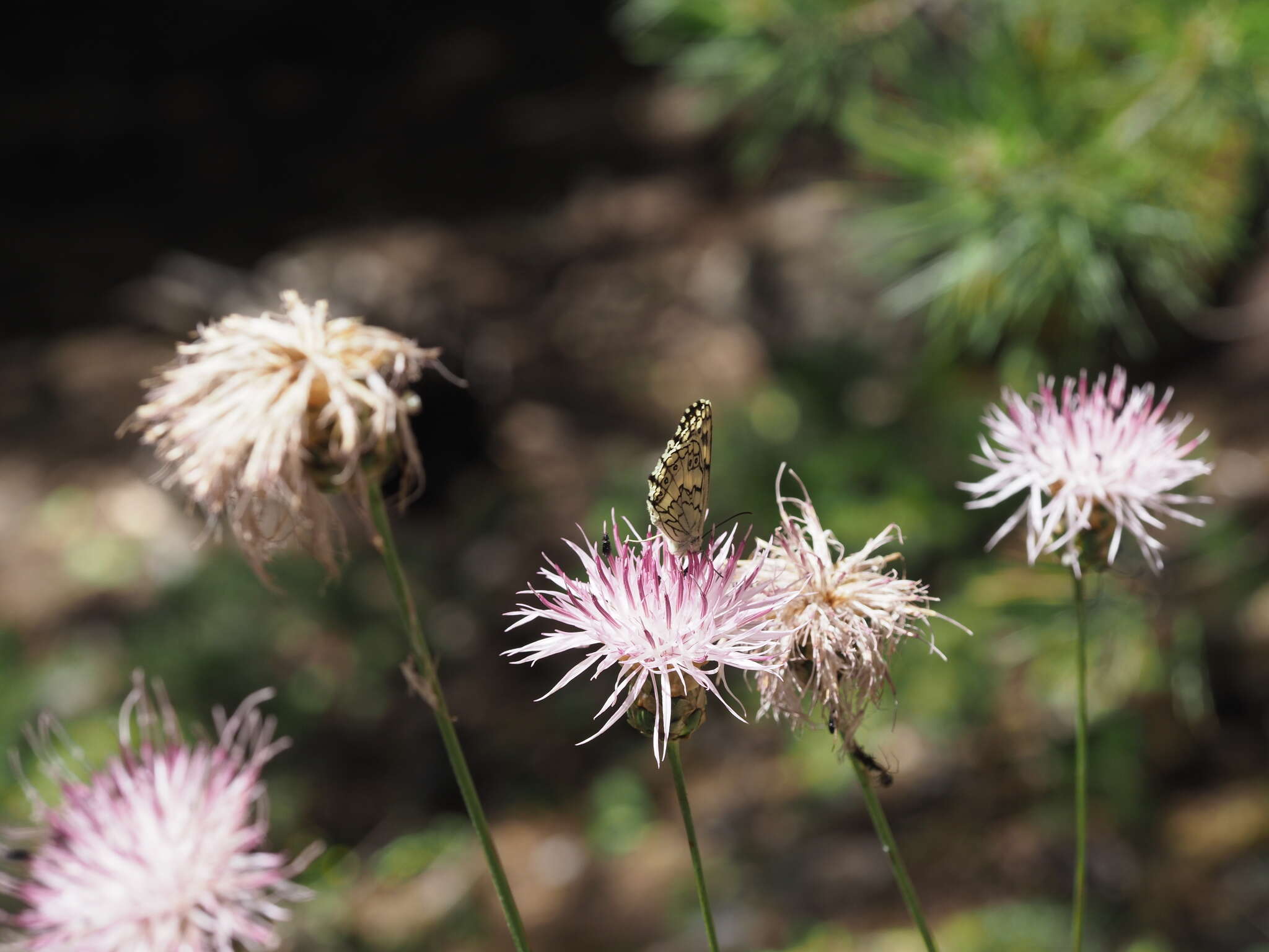 Image of Rhaponticoides amplifolia (Boiss. & Heldr.) M. V. Agab. & Greuter