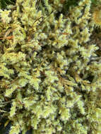 Image of elongate racomitrium moss