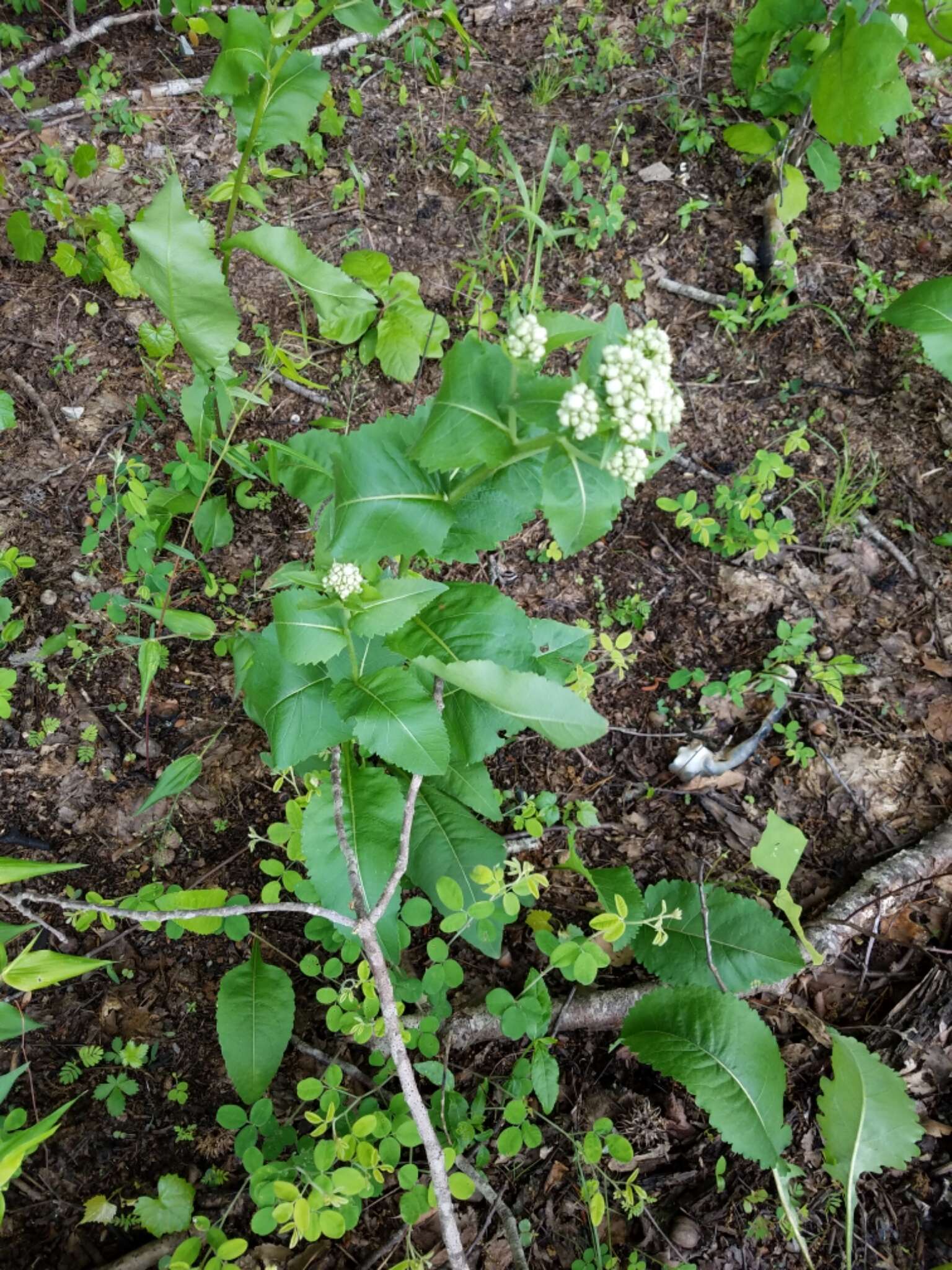 Image of <i>Parthenium <i>integrifolium</i></i> var. integrifolium