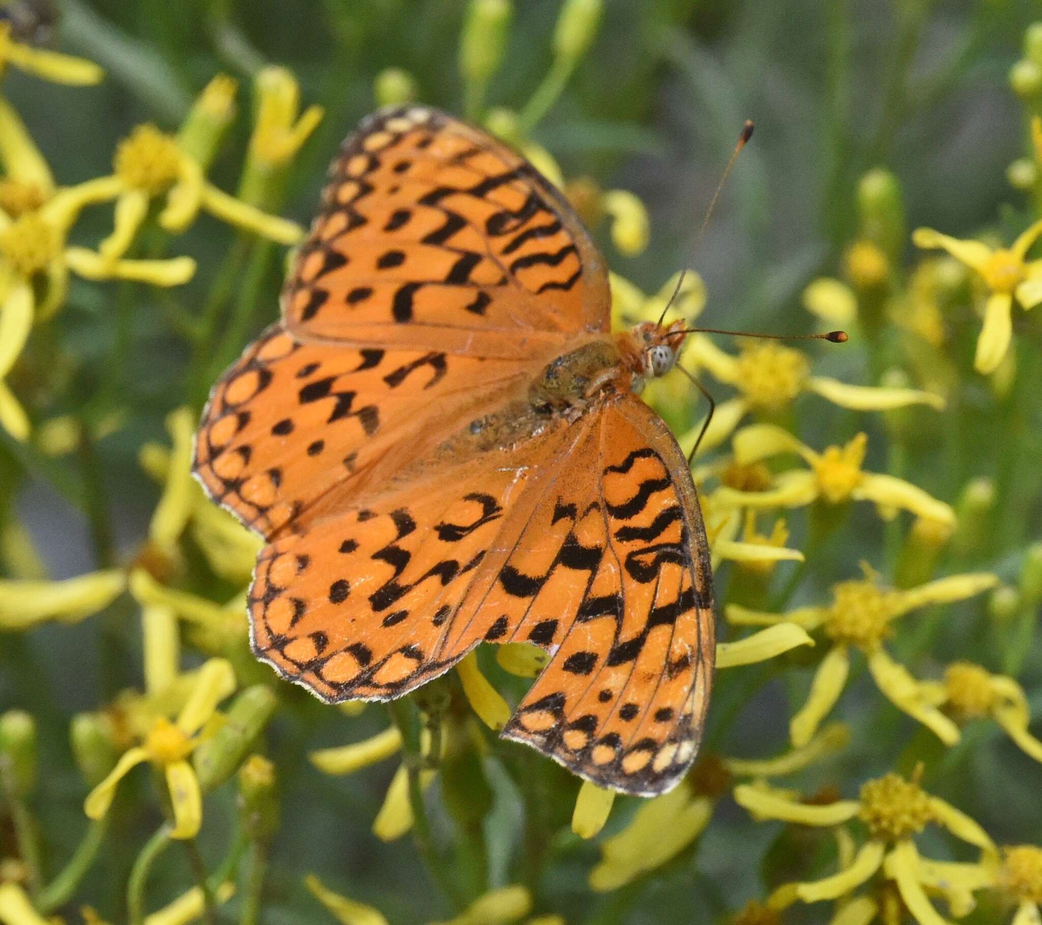 Image of Speyeria coronis carolae Dos Passos & Grey 1942