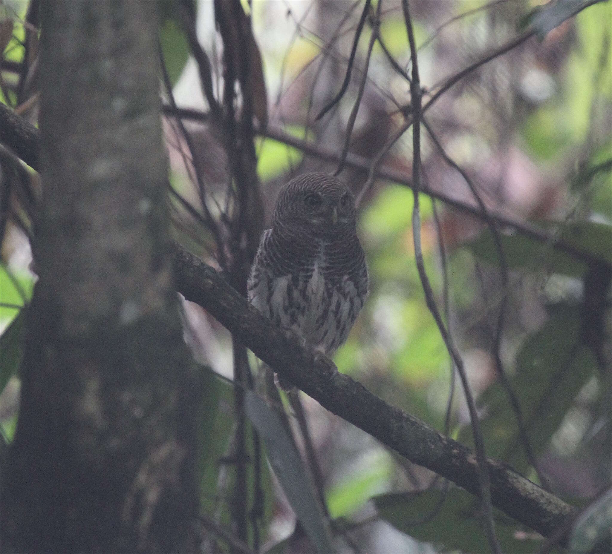 Image of Chestnut-backed Owlet