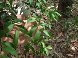 Image of Pilidiostigma rhytisperma (F. Müll.) Burret