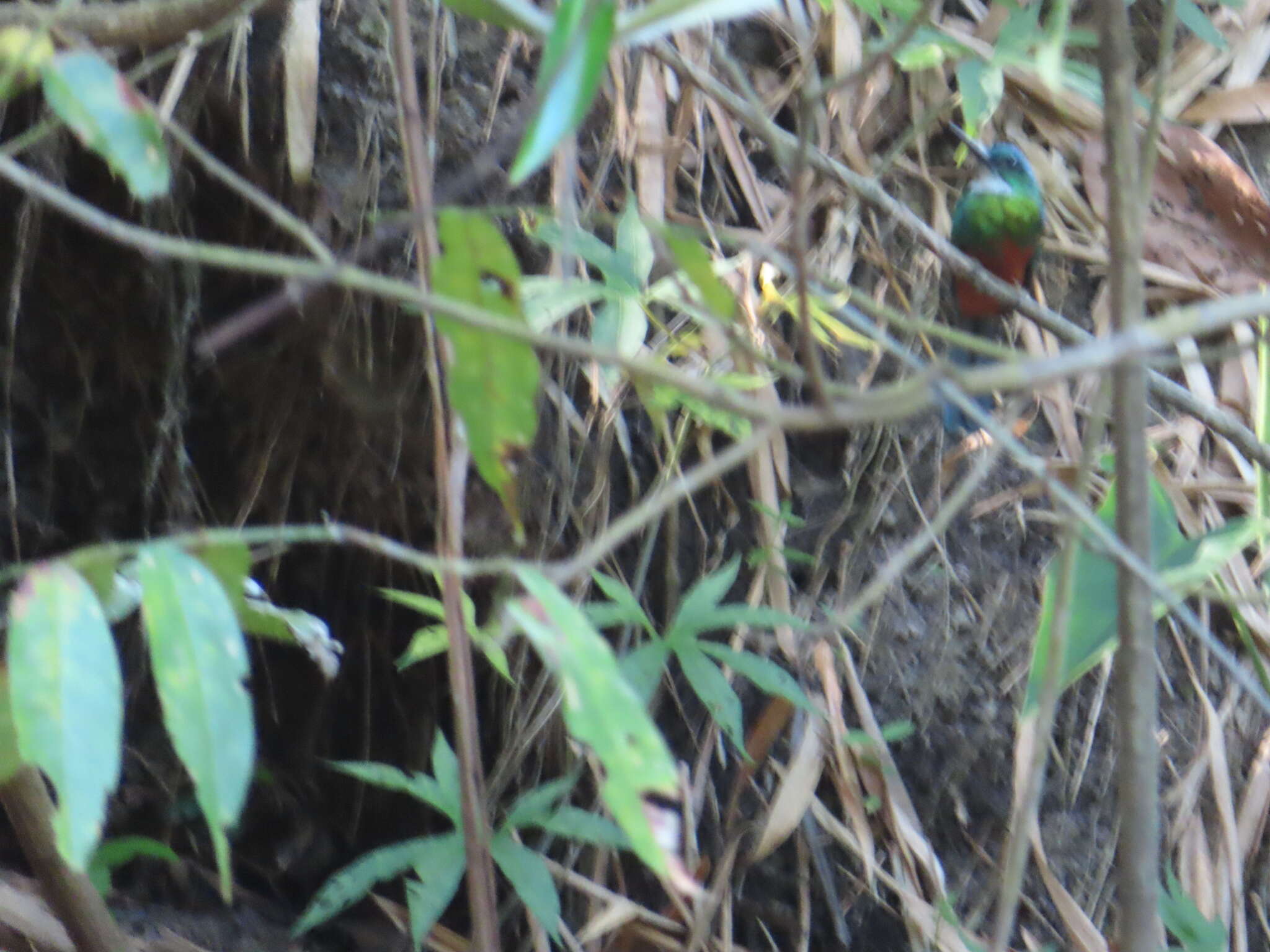 Image of Green-tailed Jacamar