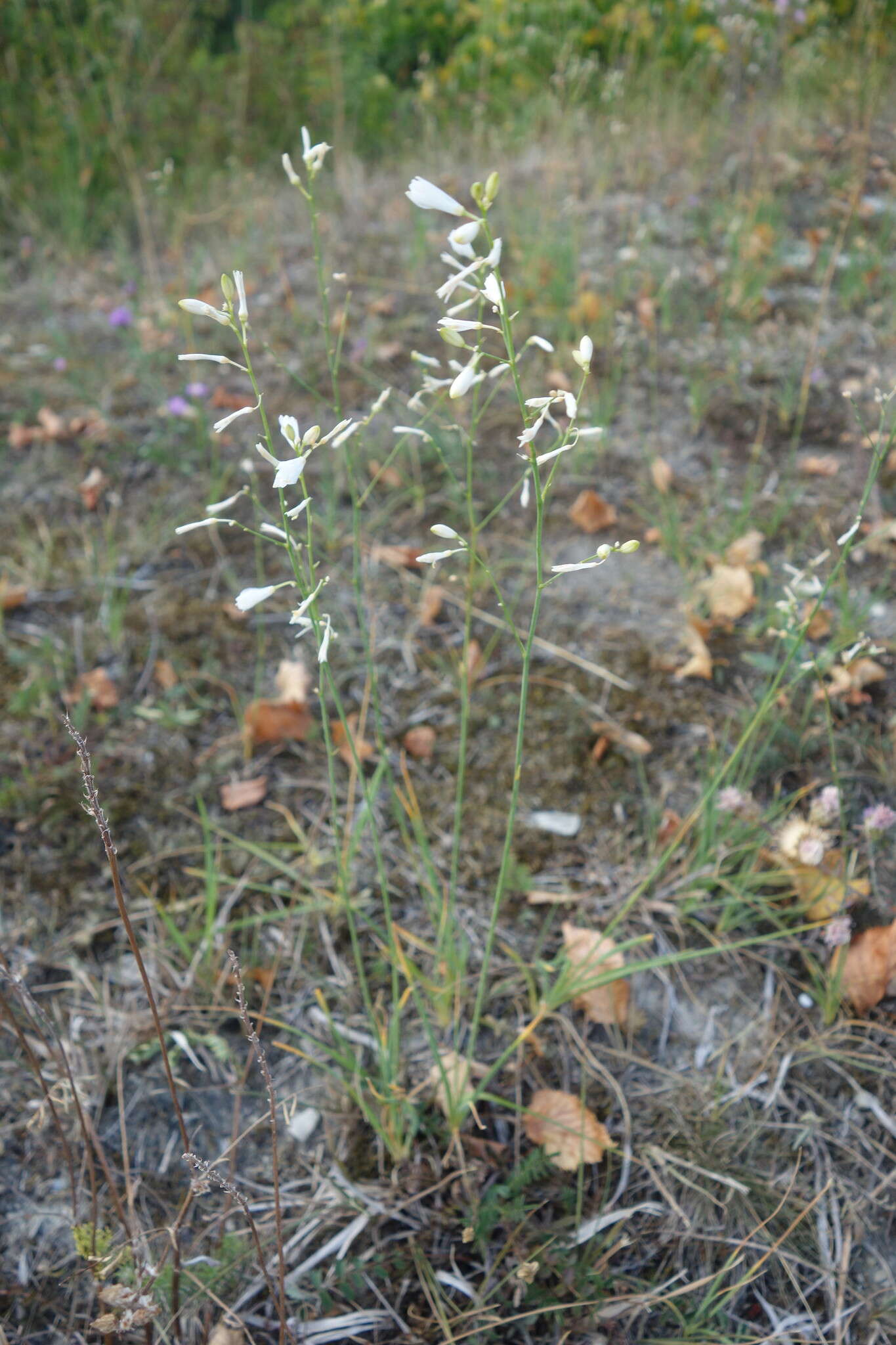 Image of Anthericum