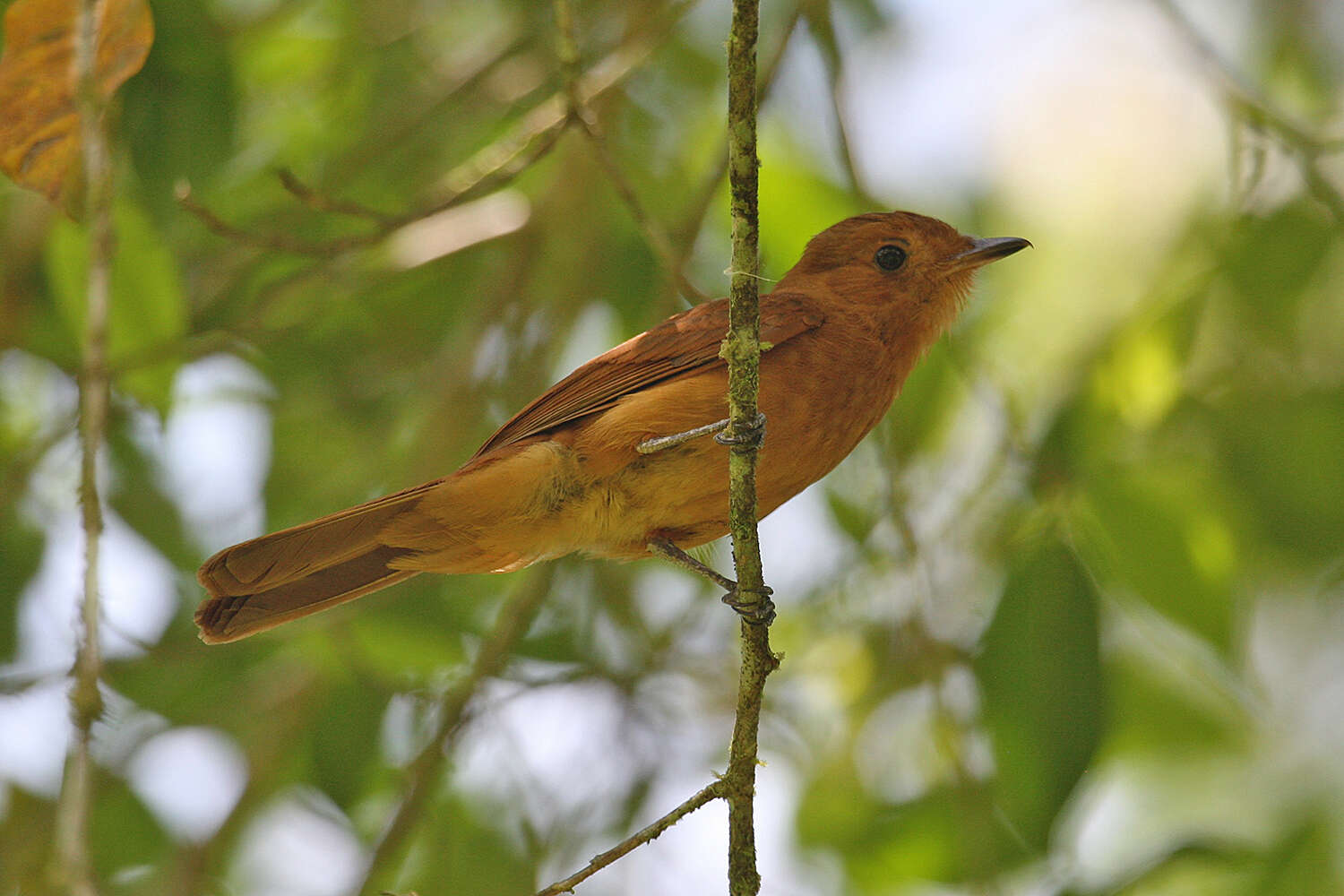 Plancia ëd Rhytipterna holerythra (Sclater, PL & Salvin 1860)