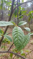 Image of Garrya laurifolia Benth.