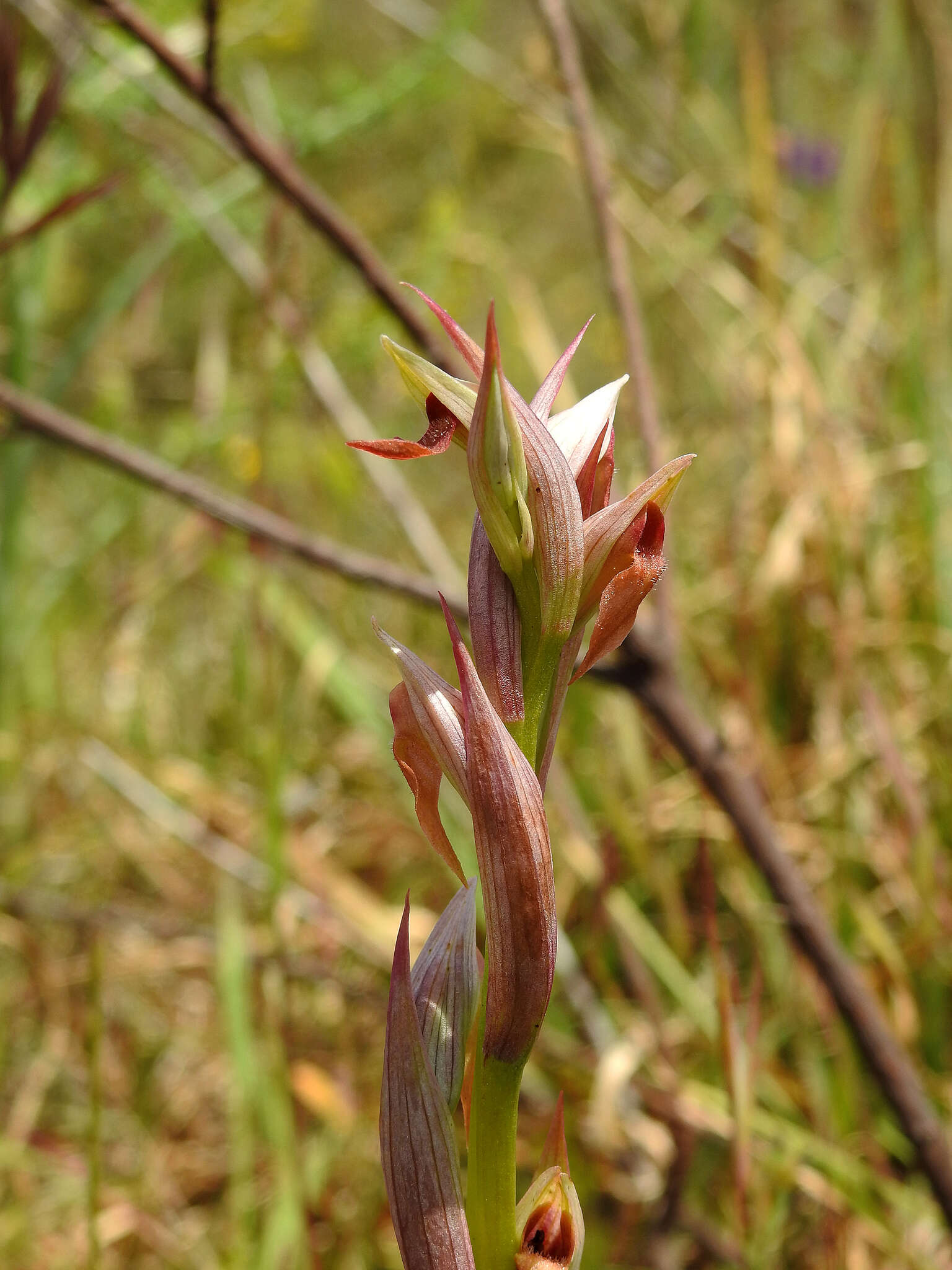 Image of Small-flowered serapias