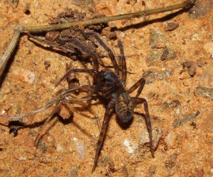 Image of Callobius claustrarius (Hahn 1833)