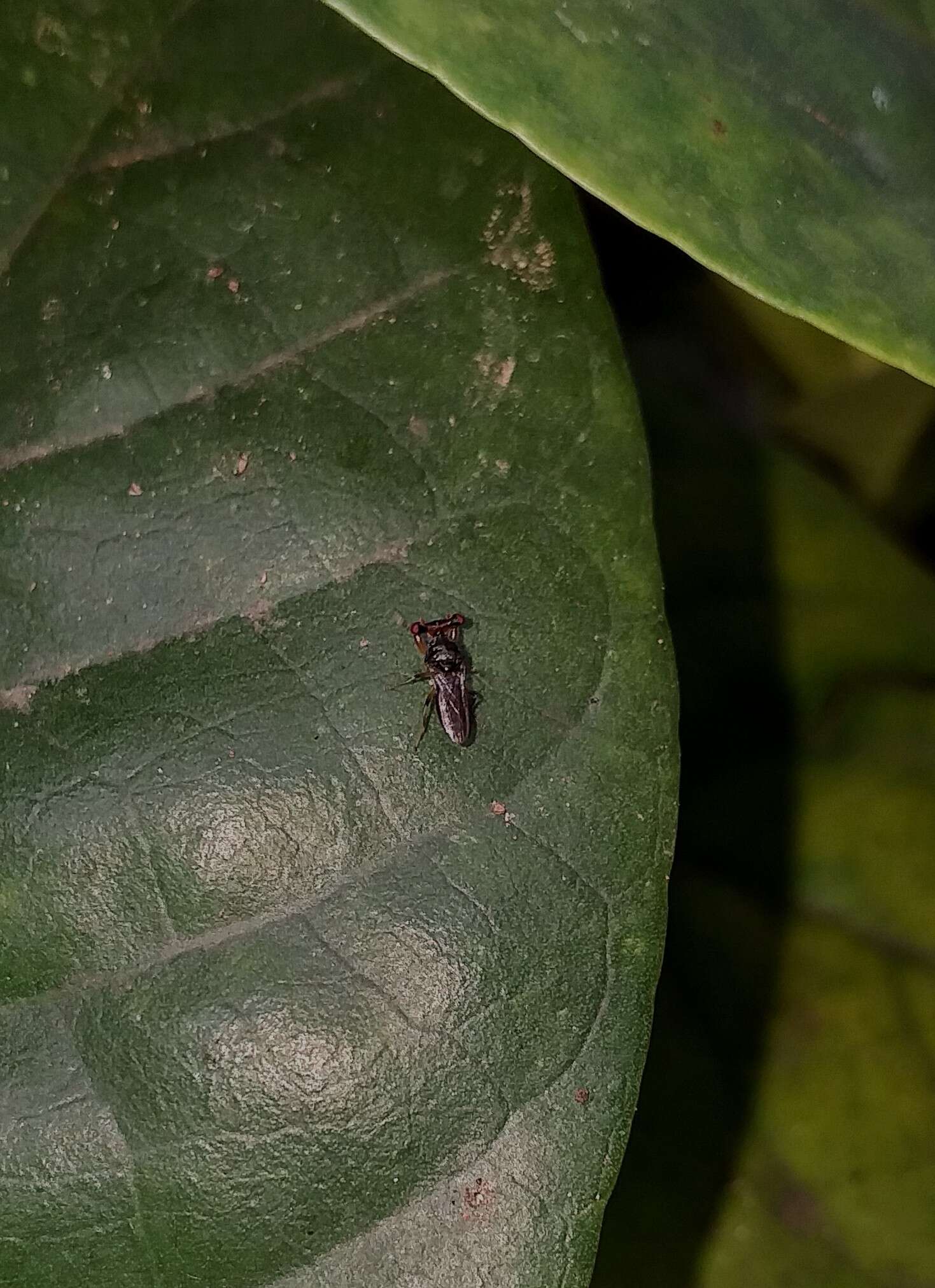 Plancia ëd Sphyracephala hearseiana (Westwood 1844)