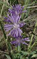 صورة Lactuca pulchella (Pursh) DC.