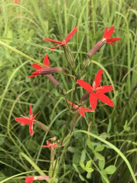 Image of royal catchfly