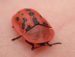 Image of Fleabane tortoise beetle