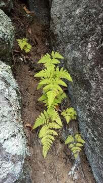 Image of Asian oakfern