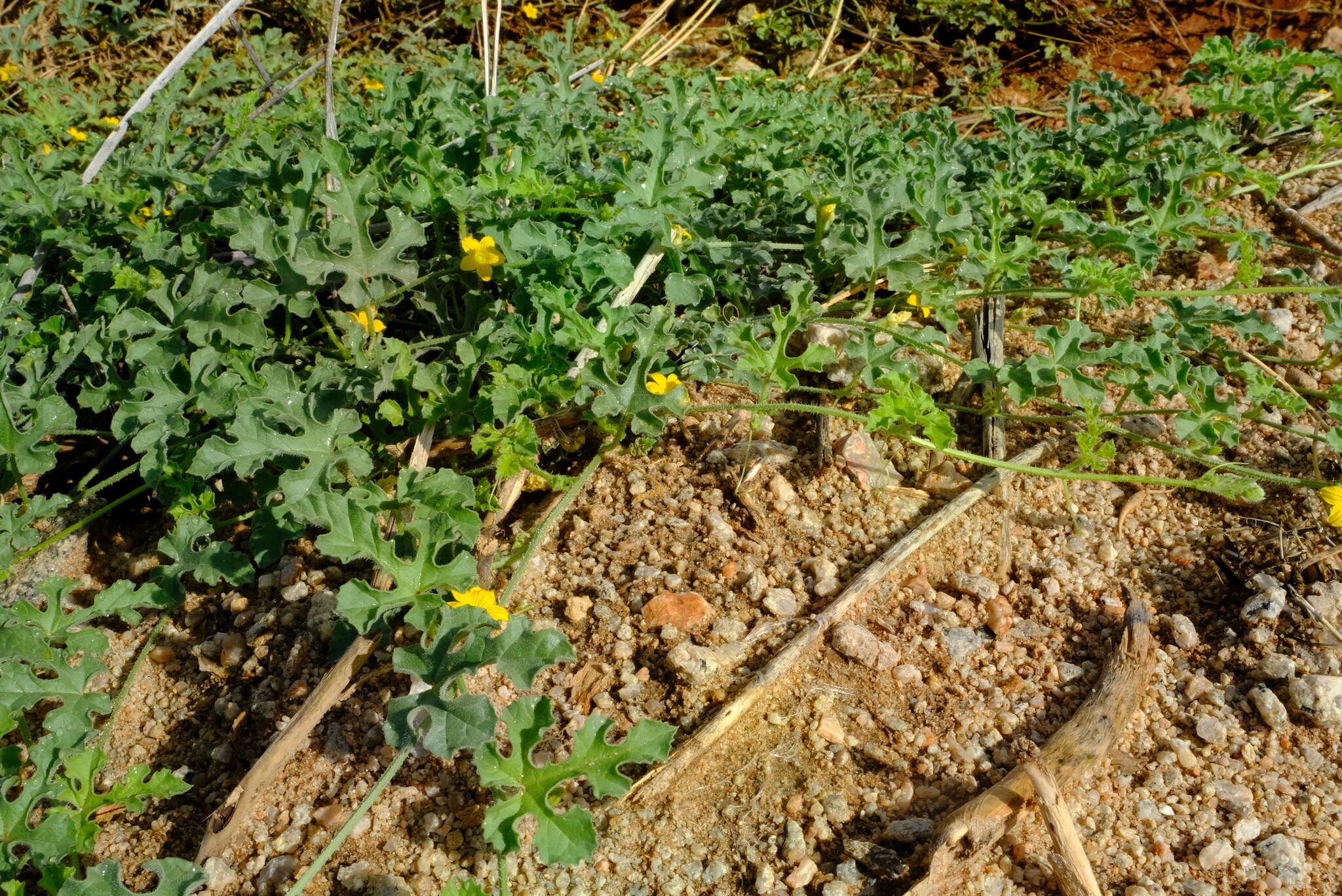 Image of African Wild Cucumber