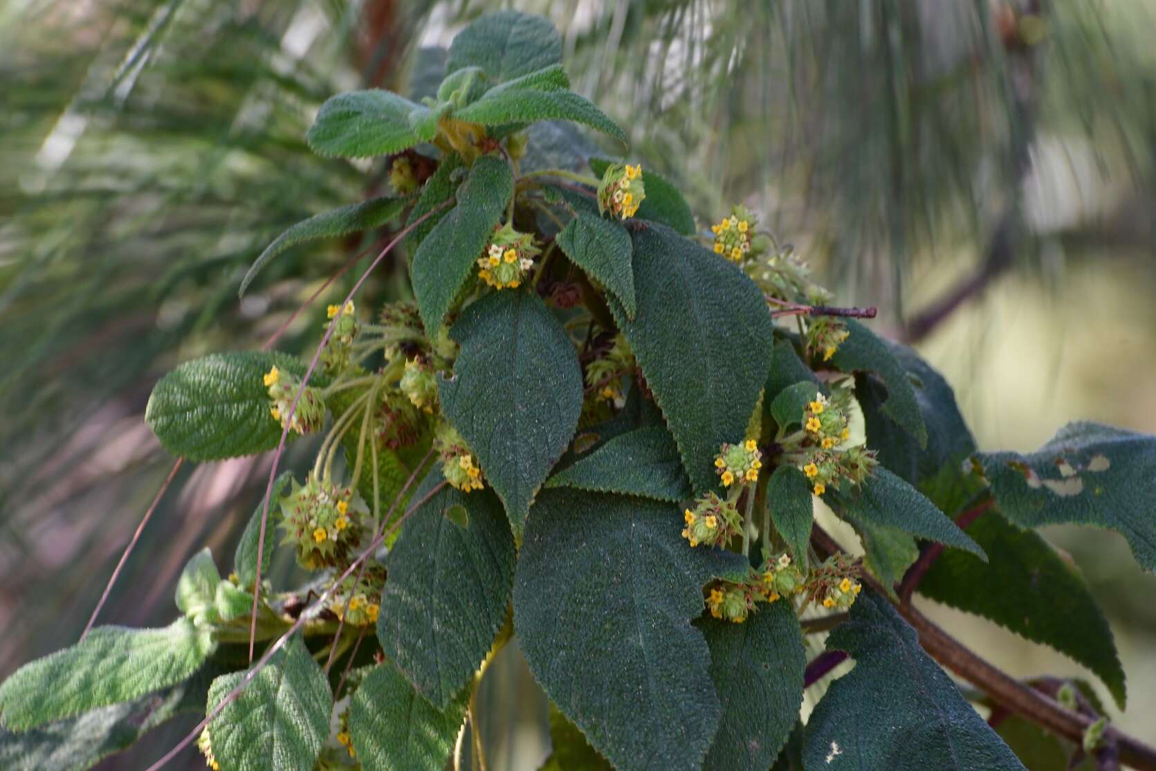 Image of Lippia chiapasensis Loes.