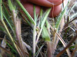 Imagem de Panicum wilcoxianum Vasey