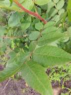 Image of Bursera ariensis (Kunth) Mc Vaugh & Rzedowski