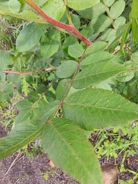 Image of Bursera ariensis (Kunth) Mc Vaugh & Rzedowski