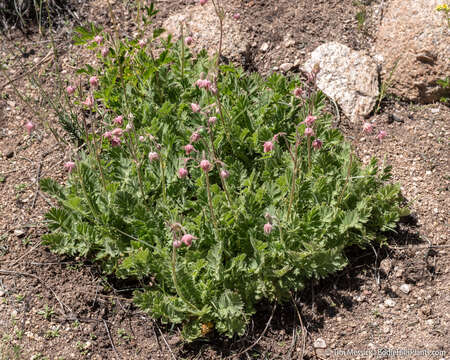 Imagem de Geum triflorum var. ciliatum (Pursh) Fassett