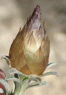 Image of Helichrysum retortum (L.) Willd.