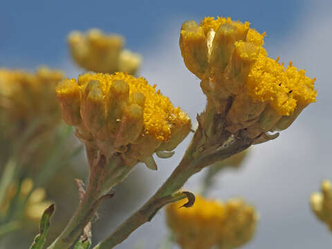 Image of Helichrysum stoechas subsp. barrelieri (Ten.) Nym.