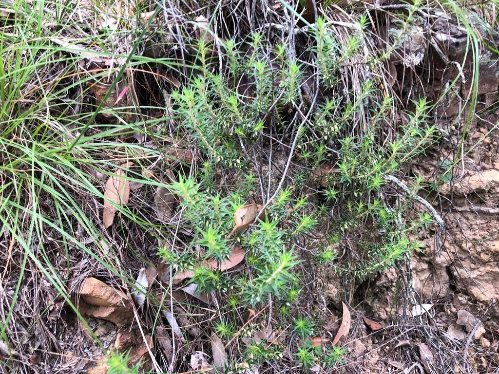 Imagem de Melichrus procumbens (Cav.) Druce