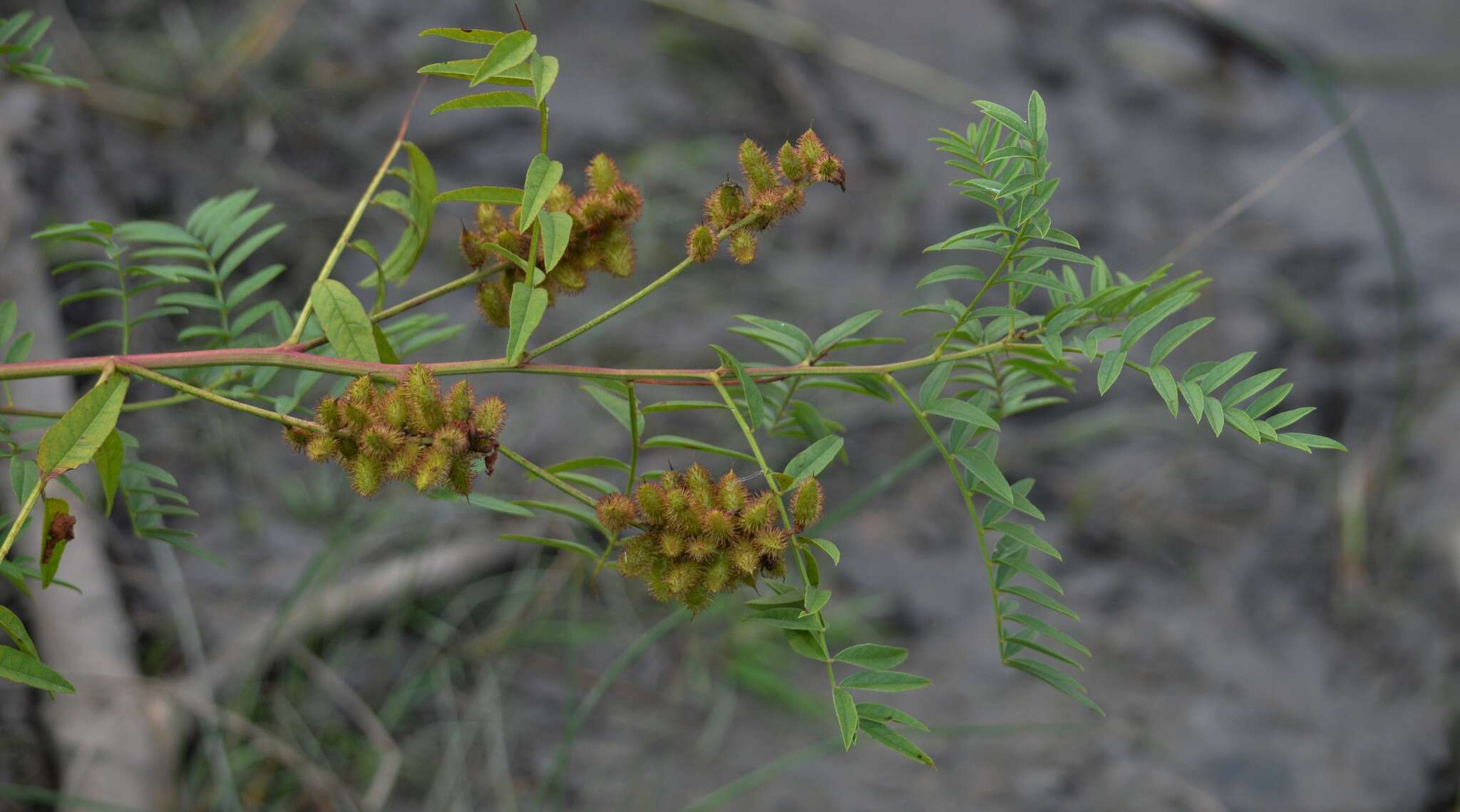 Image of American licorice