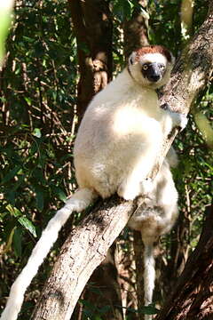 Image of Verreaux's Sifaka