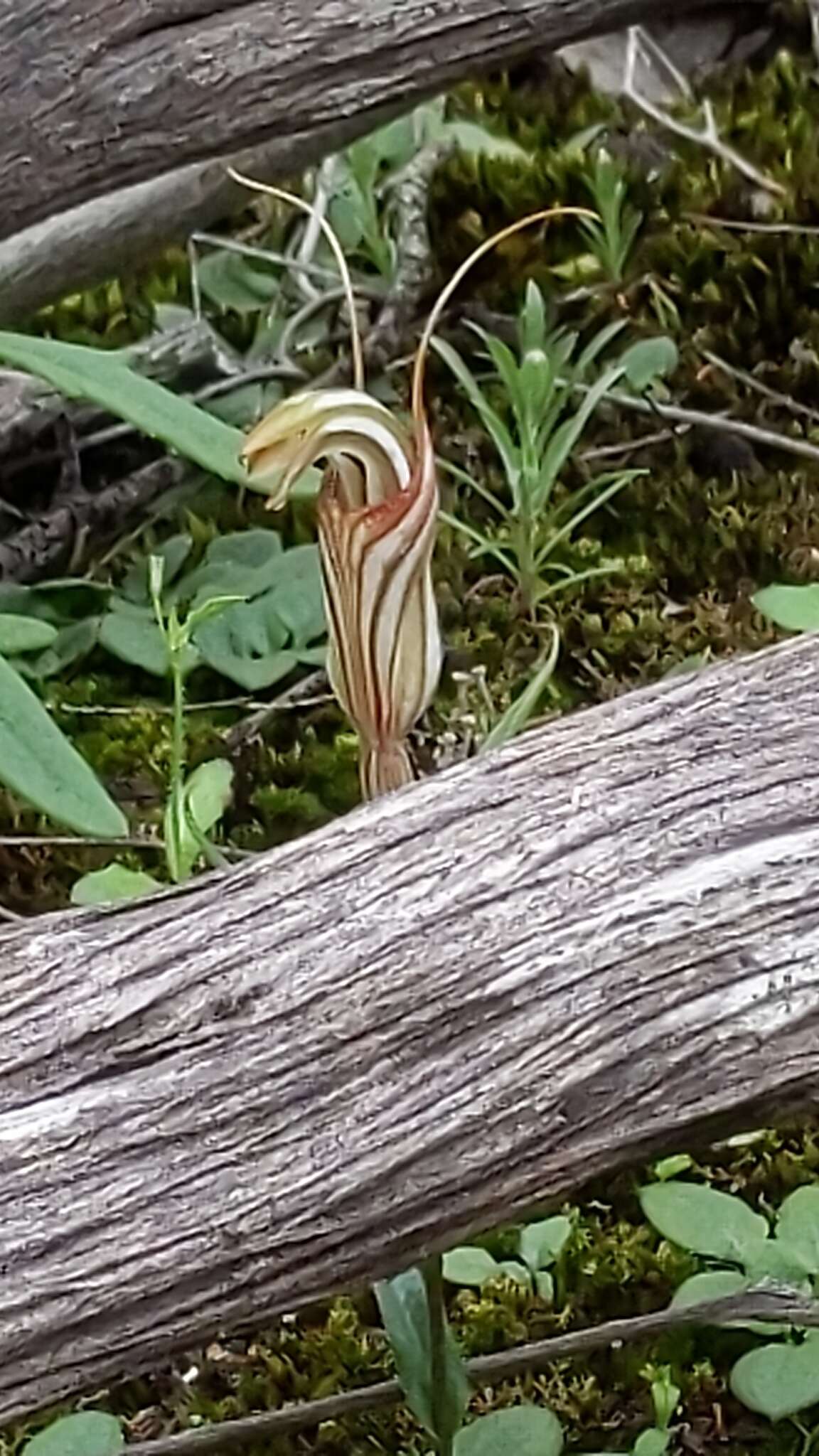 Image of Pterostylis erythroconcha M. A. Clem. & D. L. Jones