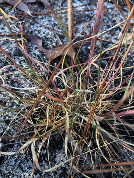 Image of perennial sandgrass