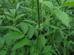 Image of roadside agrimony