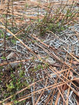 Image of sandhill St. Johnswort