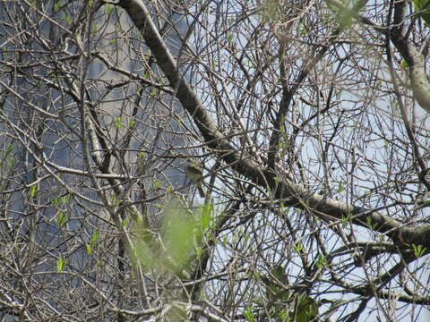 Image of Small-billed Elaenia