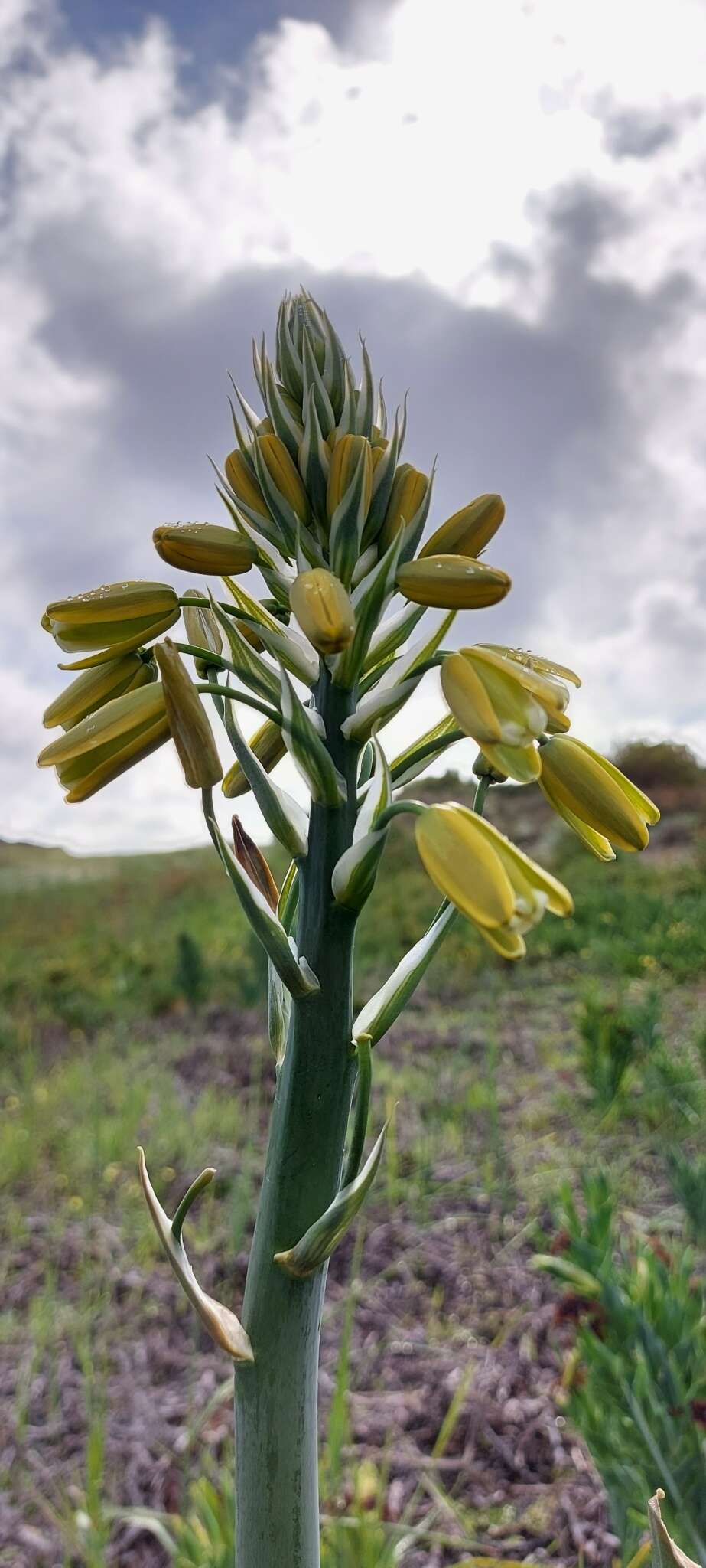 Image de Albuca grandis J. C. Manning & Goldblatt