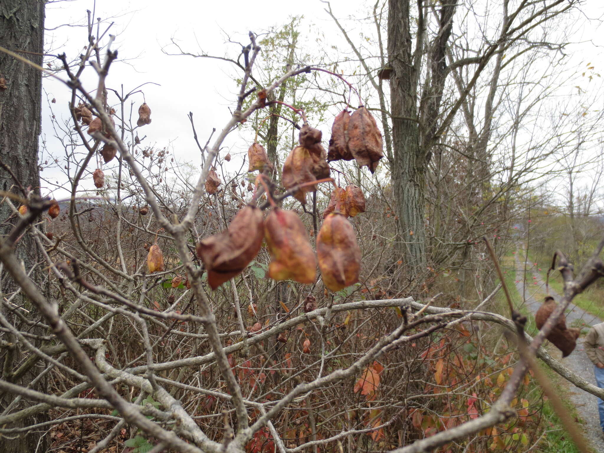 Image of American bladdernut