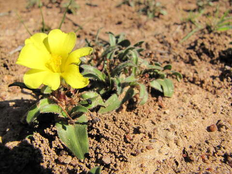 Image of Moraea pilifolia Goldblatt