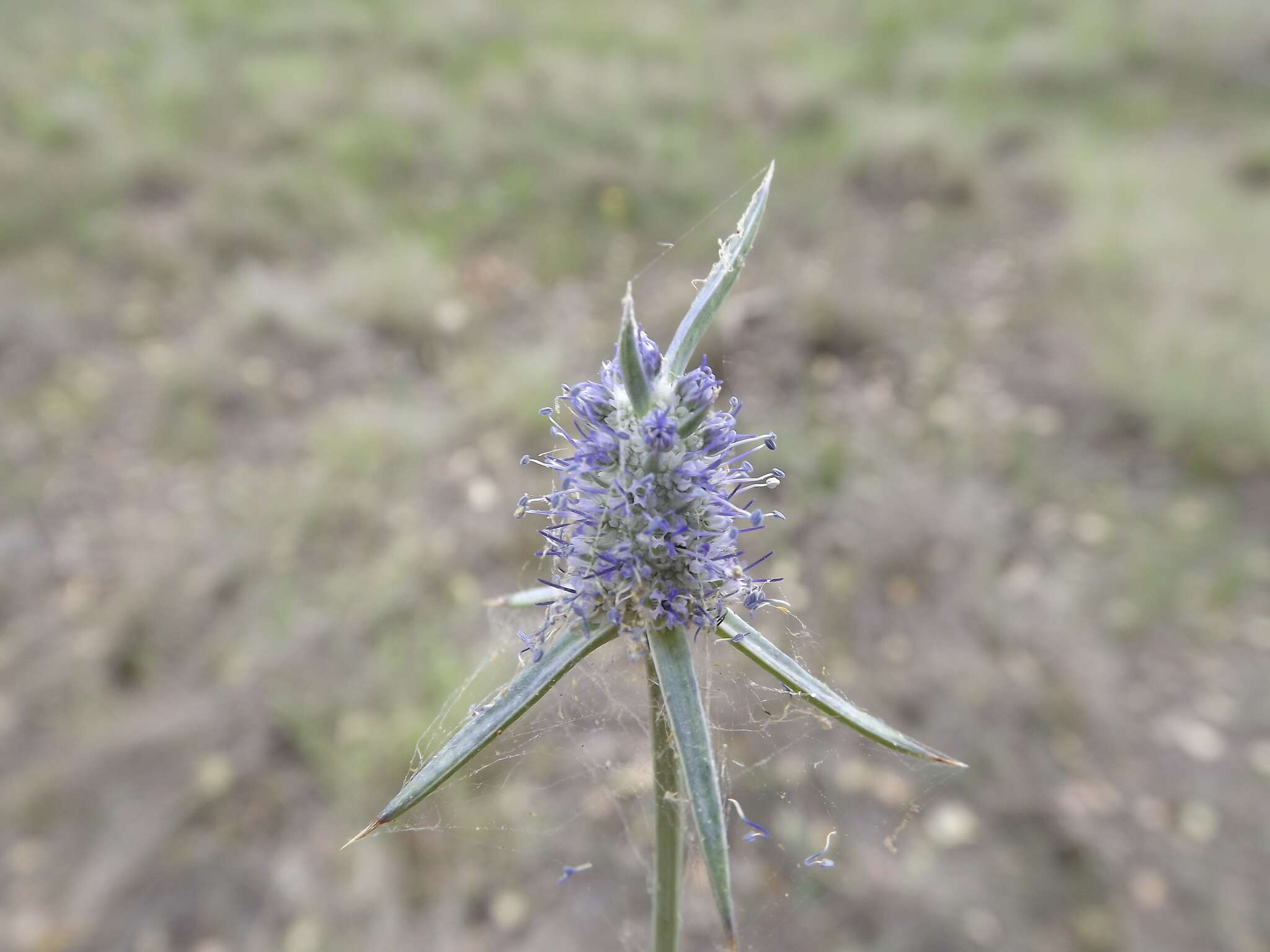 Eryngium paludosum (C. Moore & Betche) P. W. Michael resmi