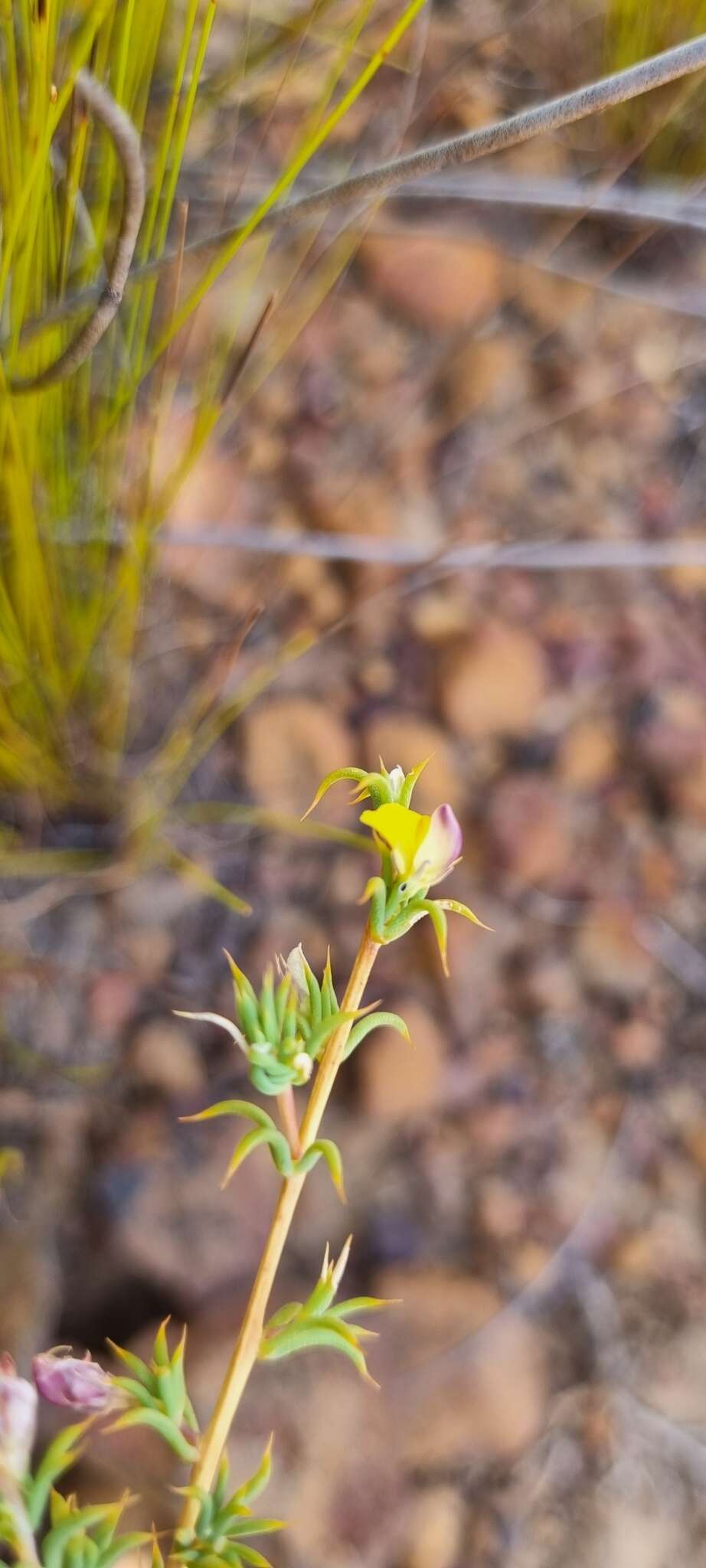 Image of Aspalathus aristata Compton