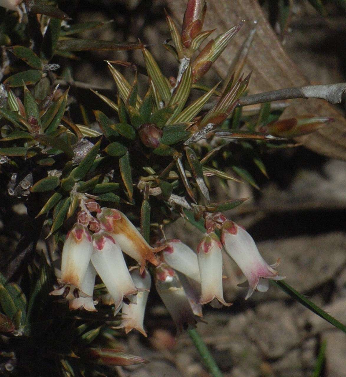 Imagem de Lissanthe strigosa subsp. subulata (R. Br.) J. M. Powell