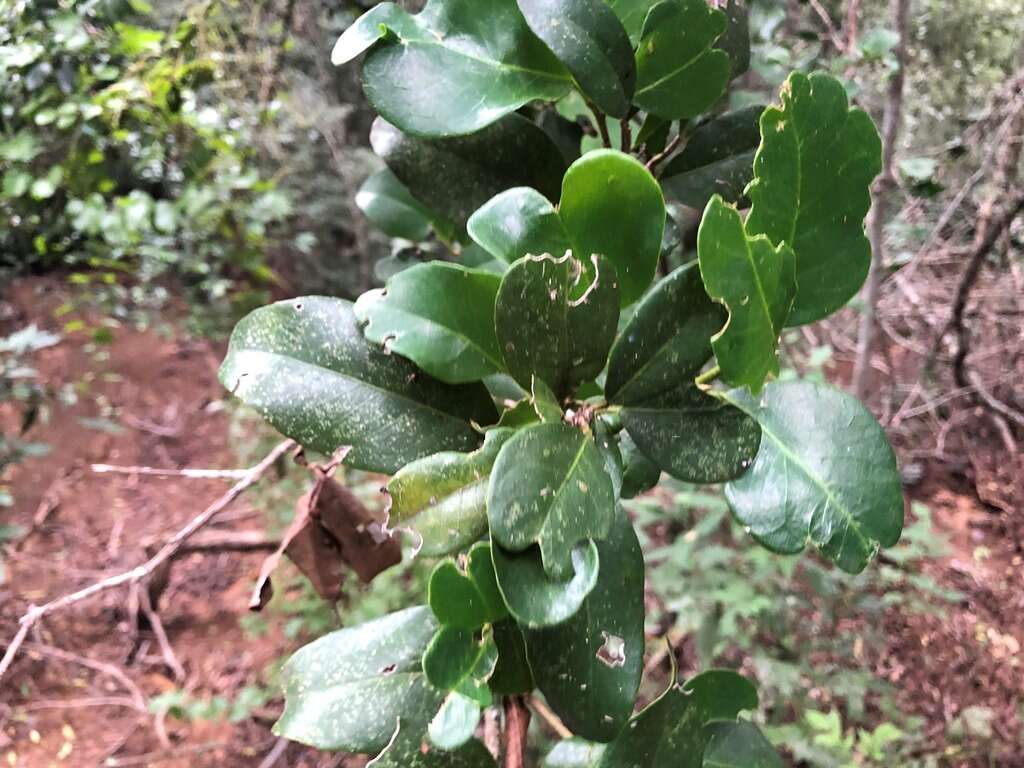 Image of Croton acronychioides F. Muell.