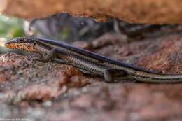 Image of Western Rock Skink