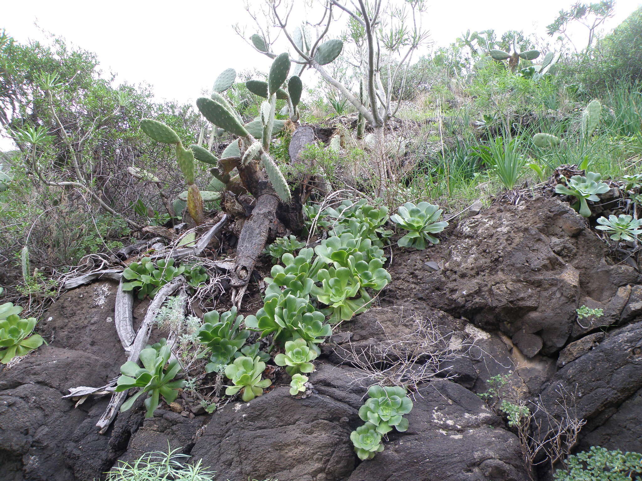 Image of Aeonium canariense (L.) Webb & Berth.