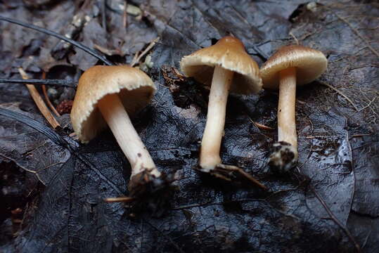 Image of Inocybe fuscescentipes Kühner 1988