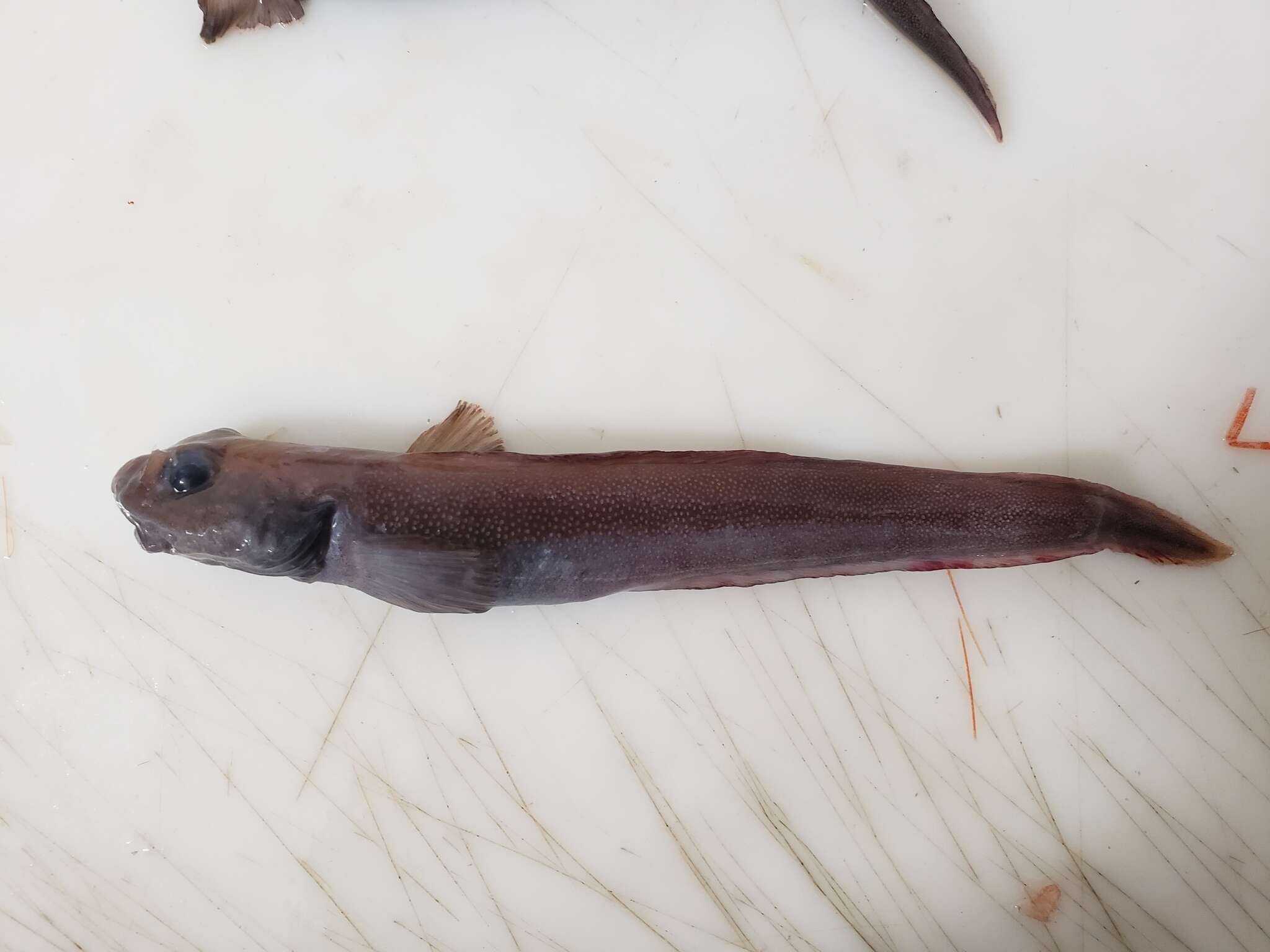 Image of Paamiut eelpout